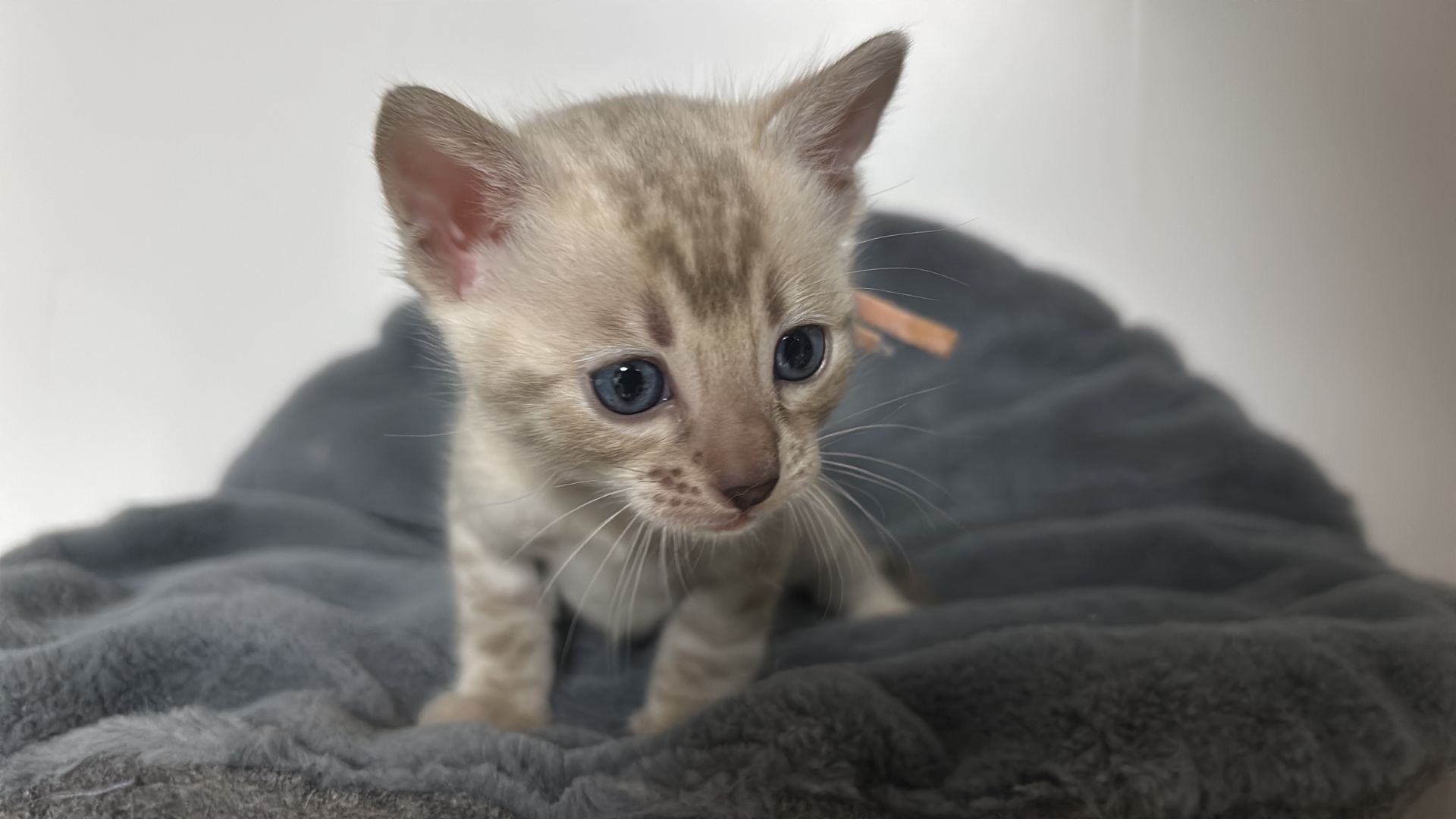 Bengal-Kitten mit rosa Bändchen