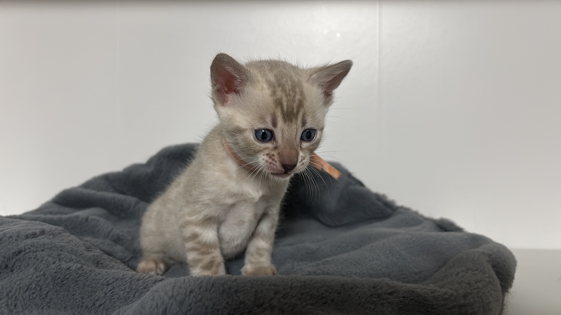 Bengal-Kitten mit rosa Bändchen