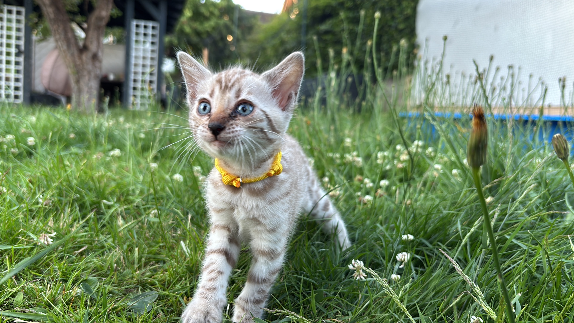 Bengal-Kitten mit gelbem Bändchen im Gras