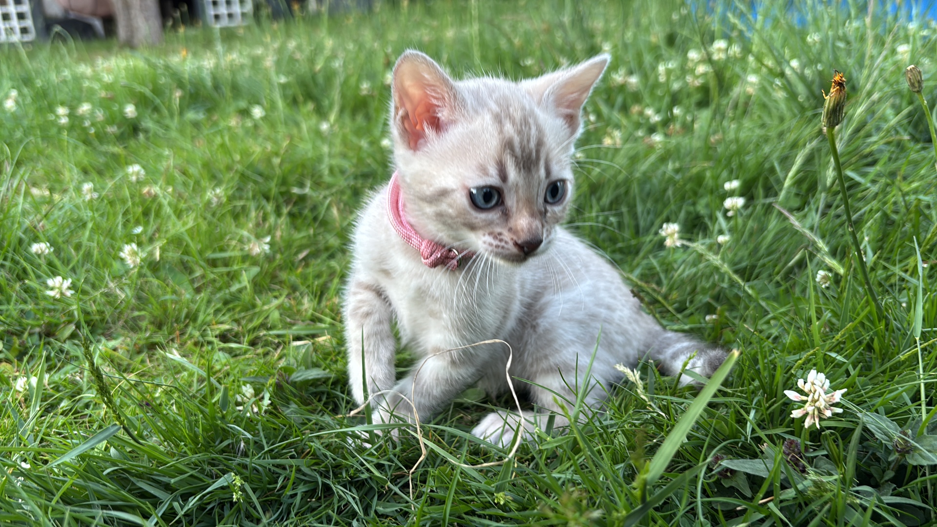 Bengal-Kitten mit rosa Bändchen im Garten