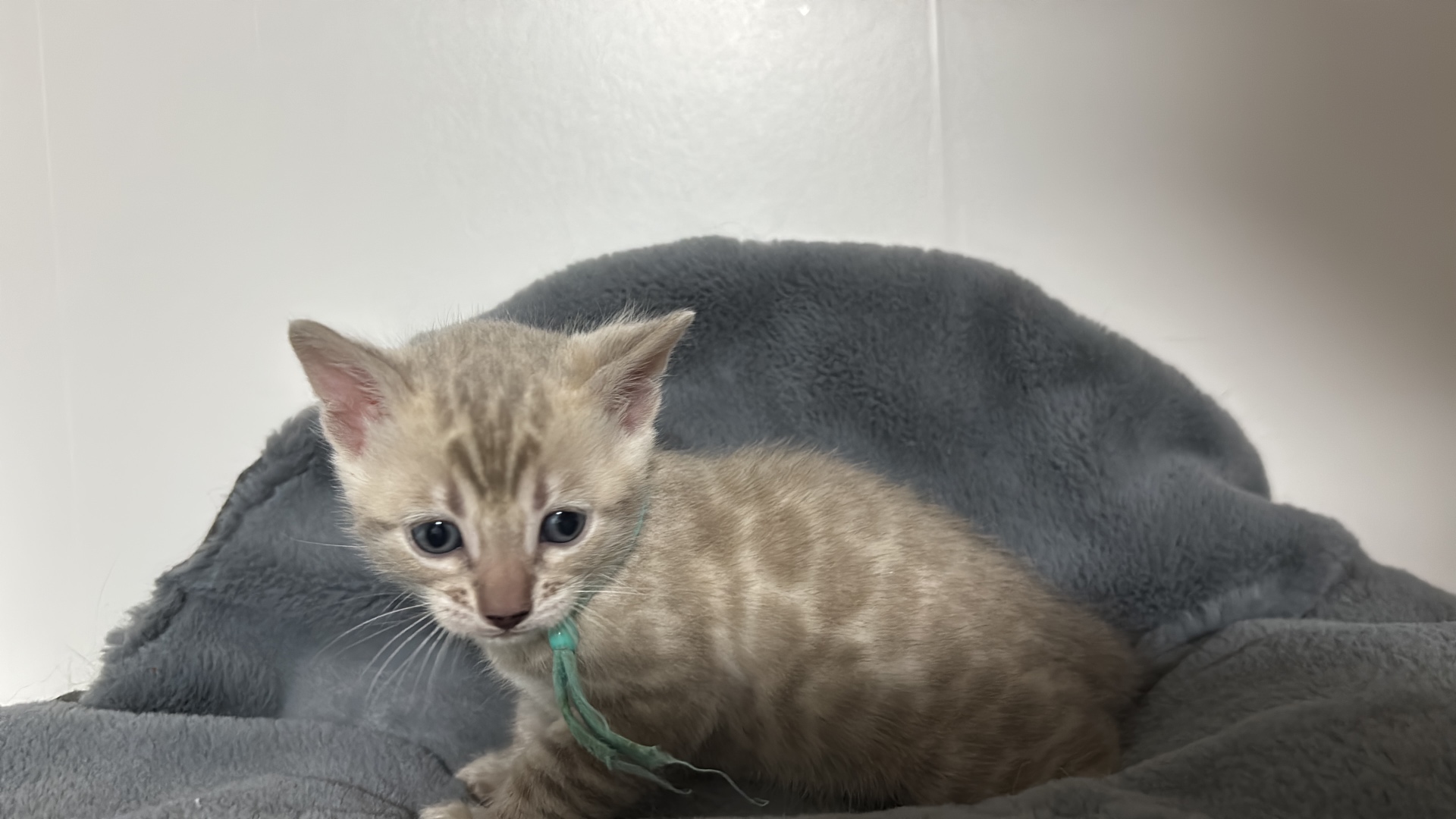 Bengal-Kitten mit grünem Bändchen entdeckt