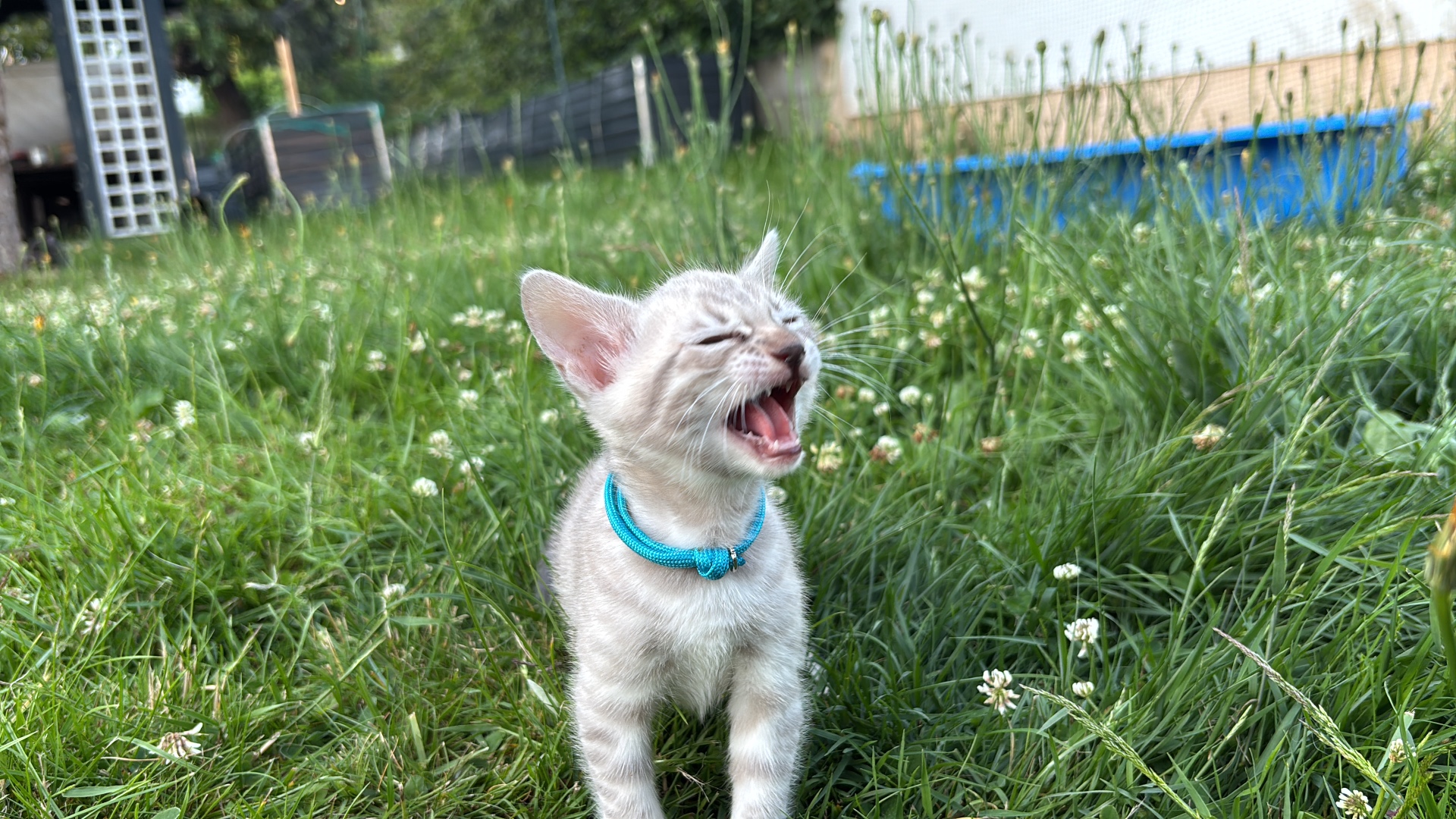 Bengal-Kitten mit türkisem Bändchen im Garten