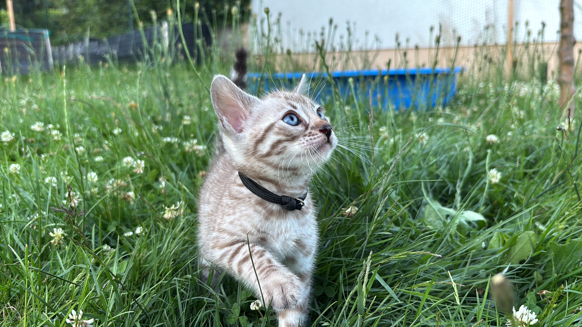 Bengal-Kitten mit schwarzem Bändchen im Gras