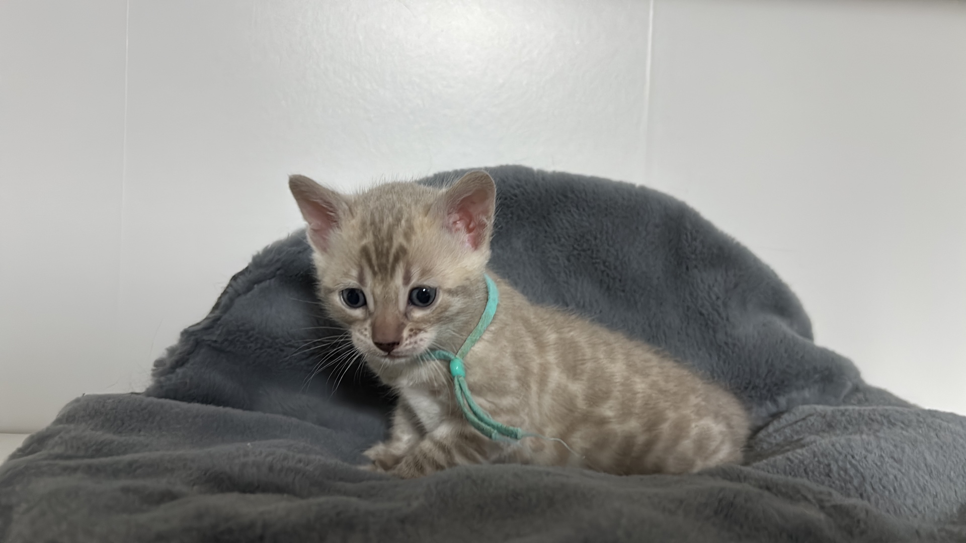Bengal-Kitten mit grünem Bändchen