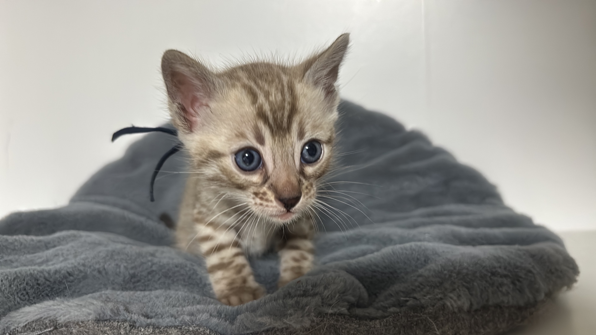 Bengal-Kitten mit schwarzem Bändchen