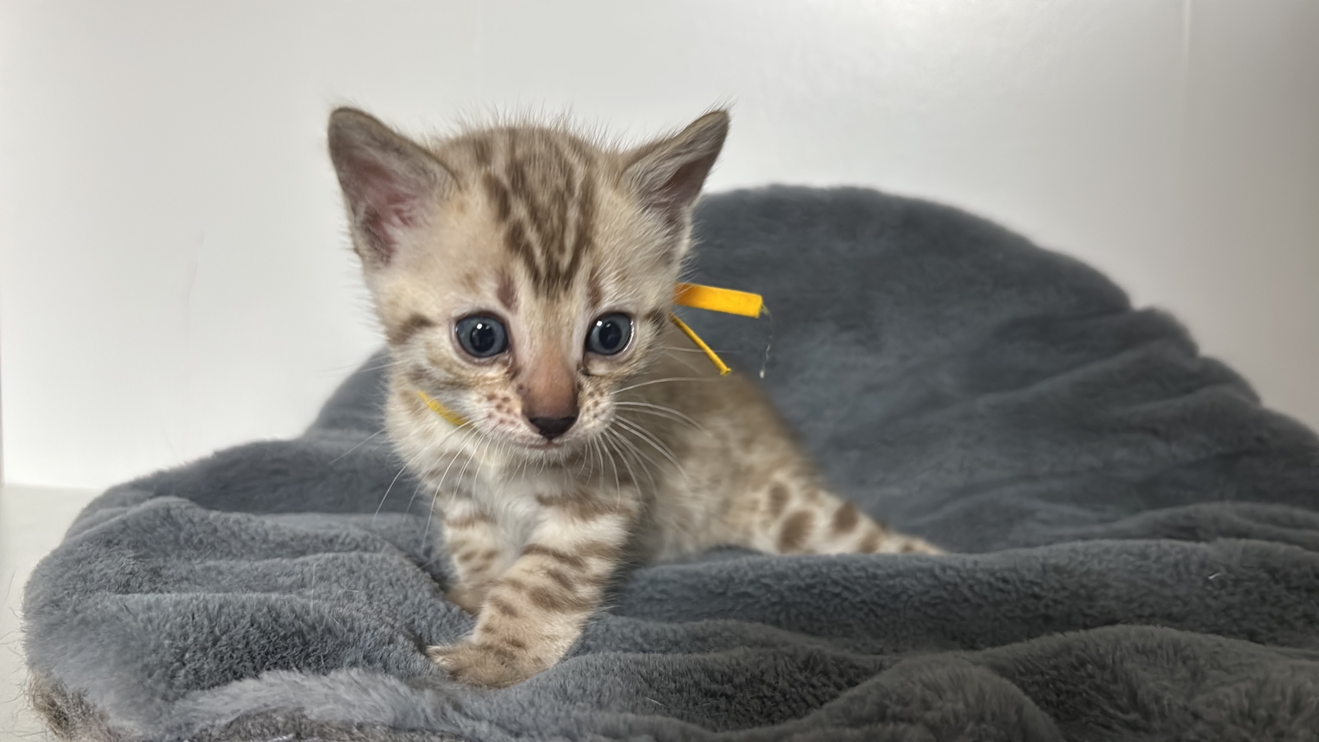 Bengal-Kitten mit gelbem Bändchen liegend