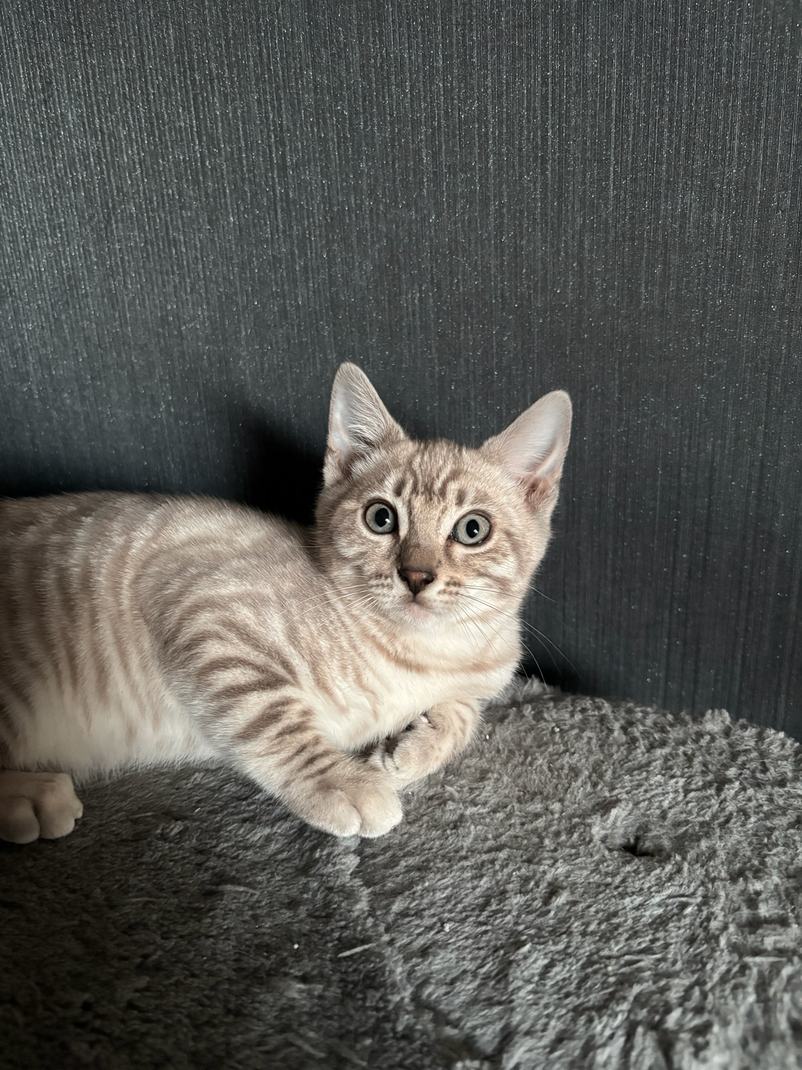 Khaleesi – from House Brohle 2