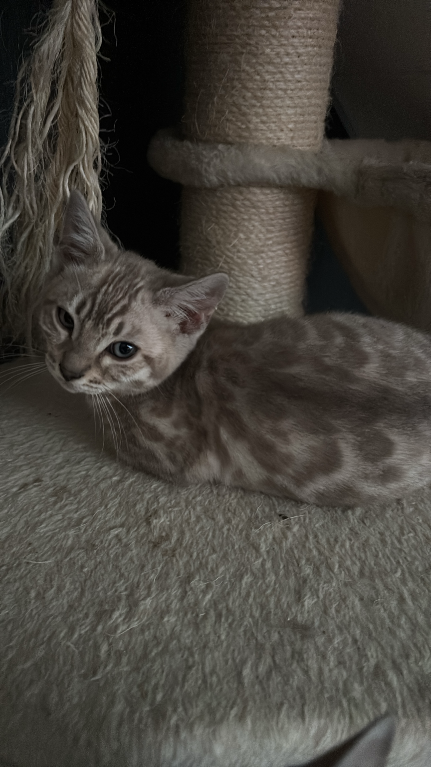 Khaleesi – from House Brohle 3
