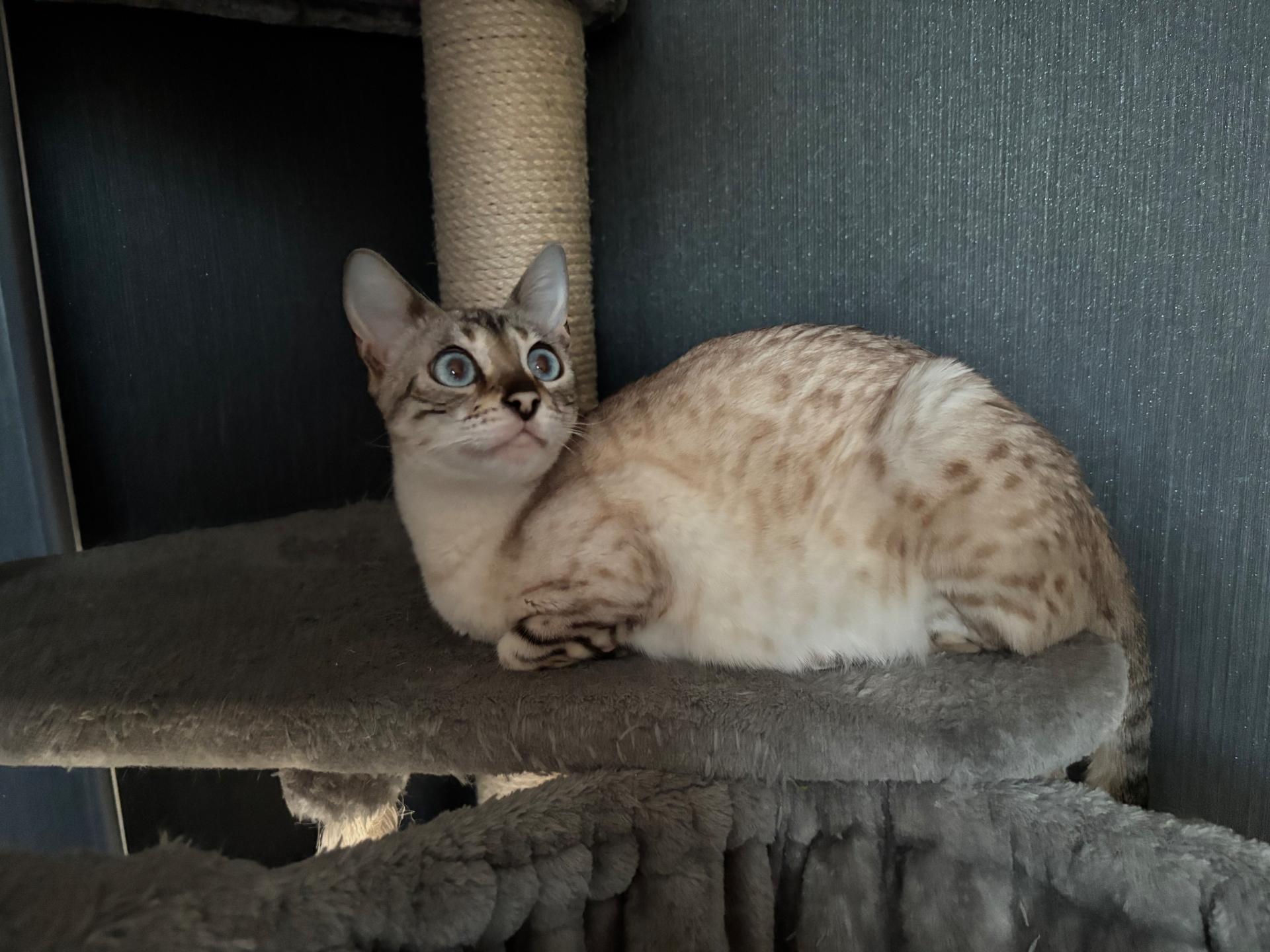 Yuki von Gromovia